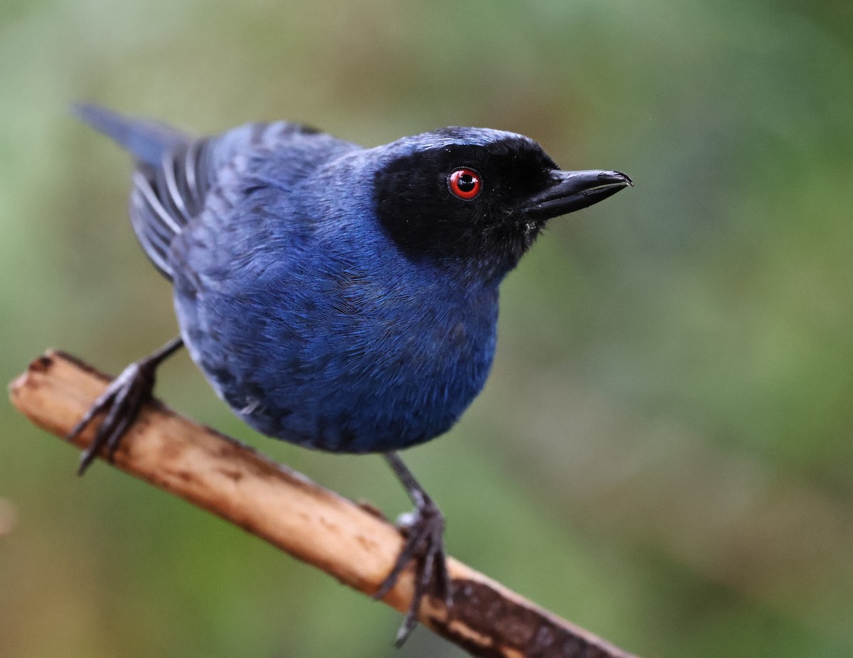 Masked Flowerpiercer - ML620465751