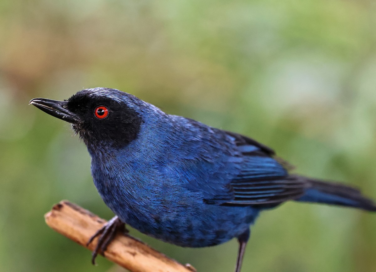 Masked Flowerpiercer - ML620465752