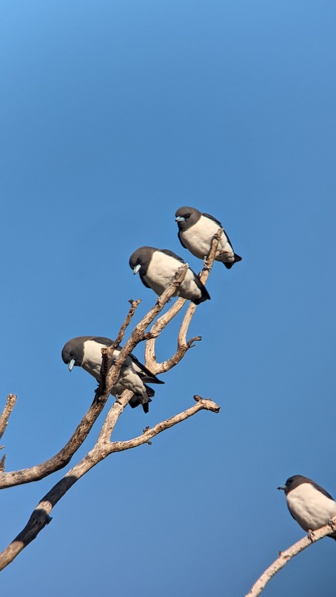 White-breasted Woodswallow - ML620465754