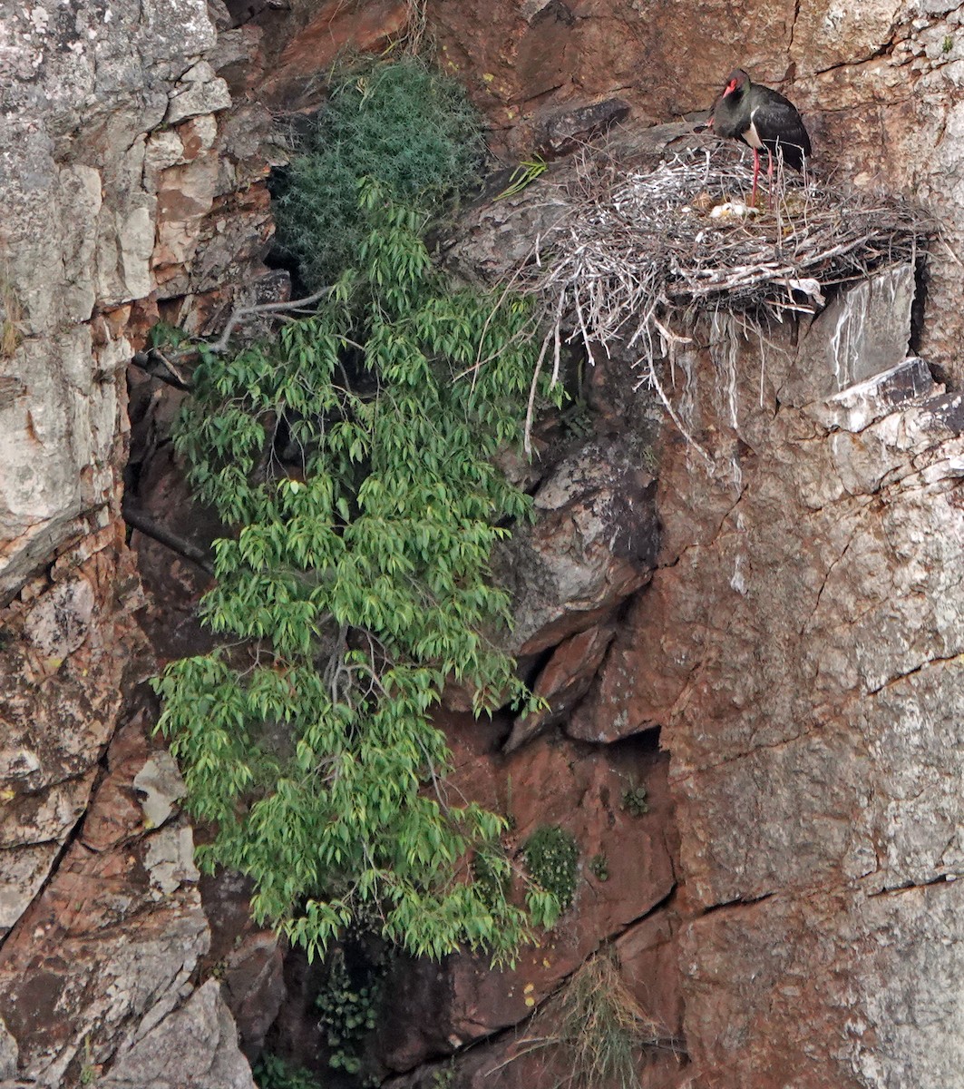 Black Stork - ML620465755