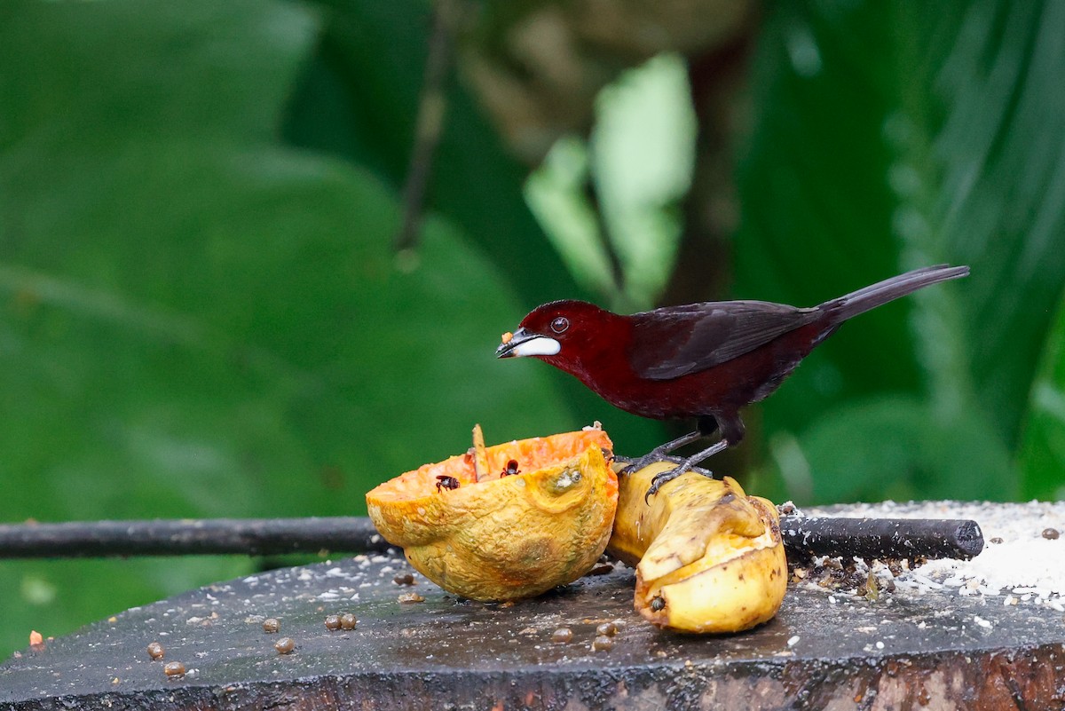 Silver-beaked Tanager - ML620465756