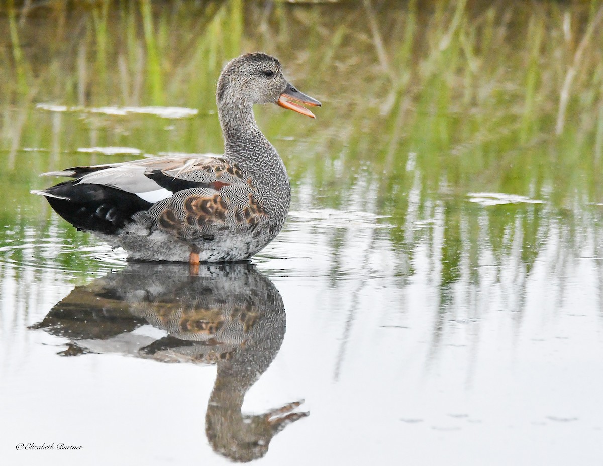 Canard chipeau - ML620465758