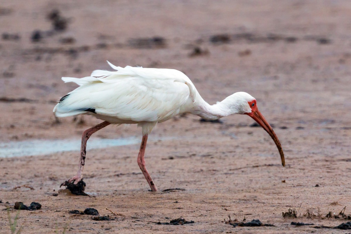 White Ibis - ML620465763