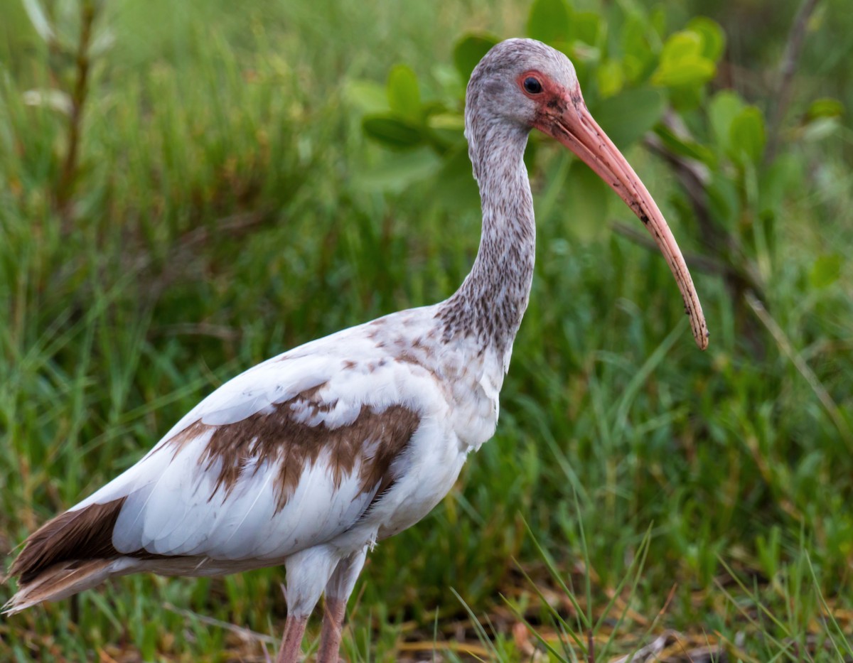 ibis bílý - ML620465764