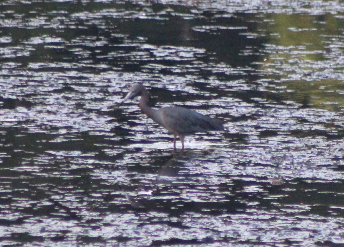 Little Blue Heron - ML620465766