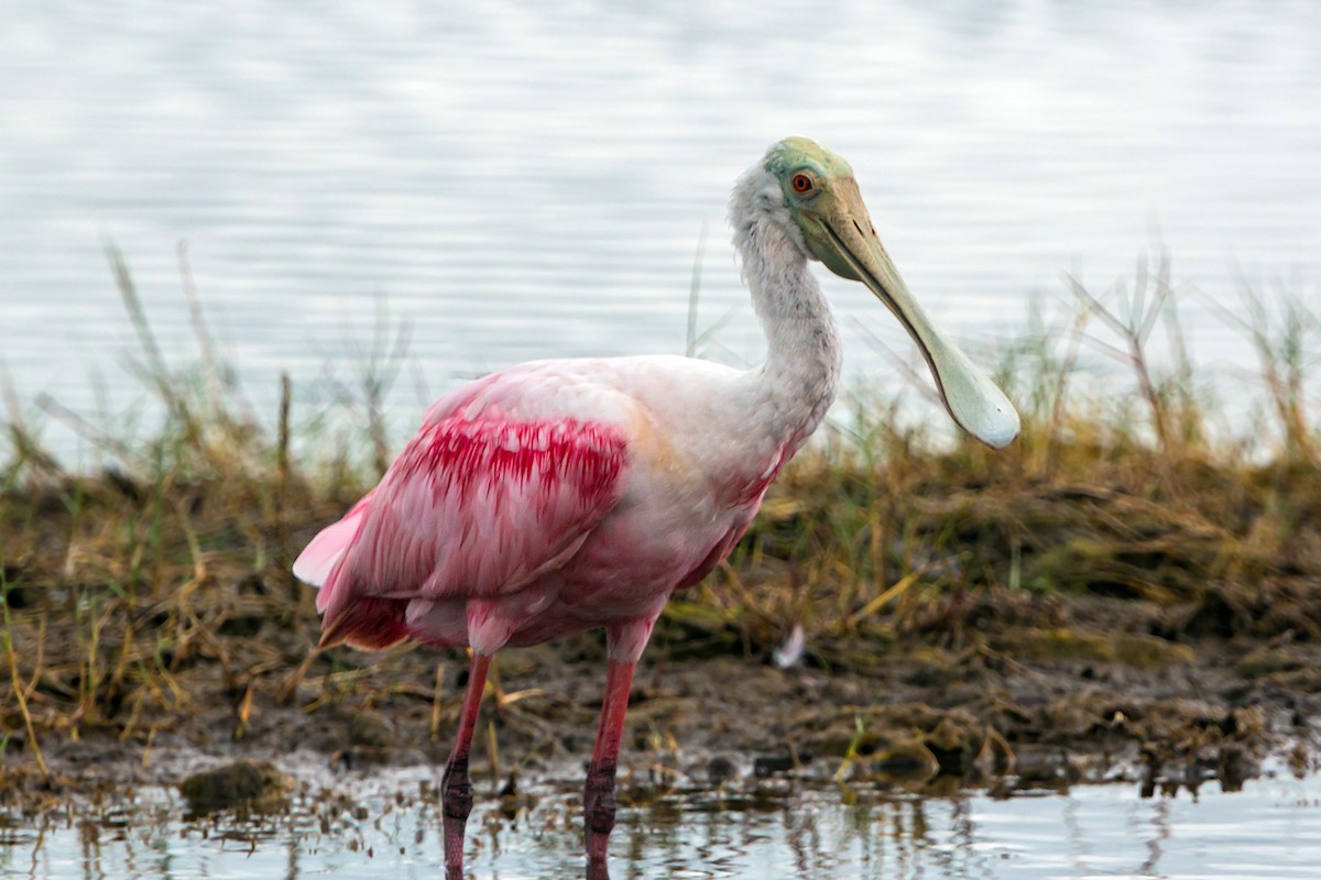 Roseate Spoonbill - William Clark