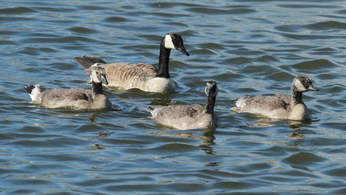 Canada Goose - ML620465768