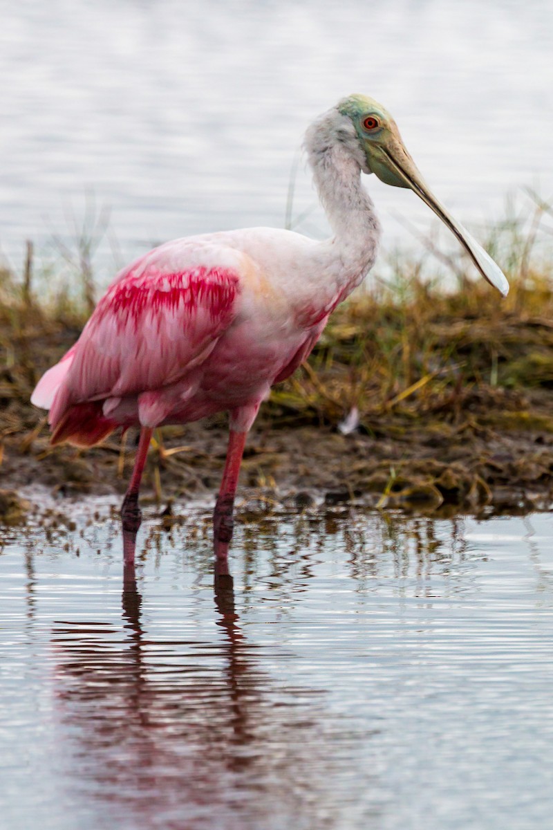 Roseate Spoonbill - ML620465776