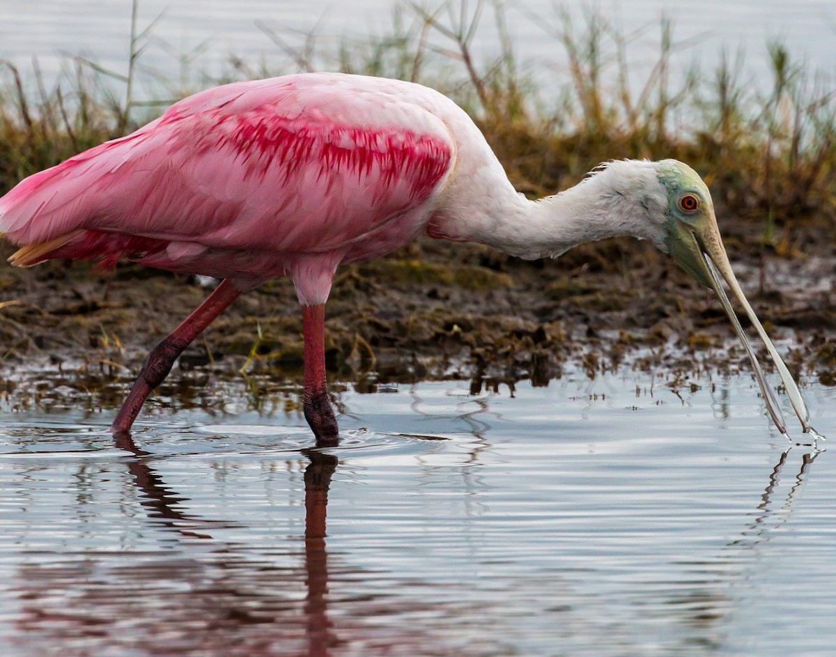 Roseate Spoonbill - ML620465777