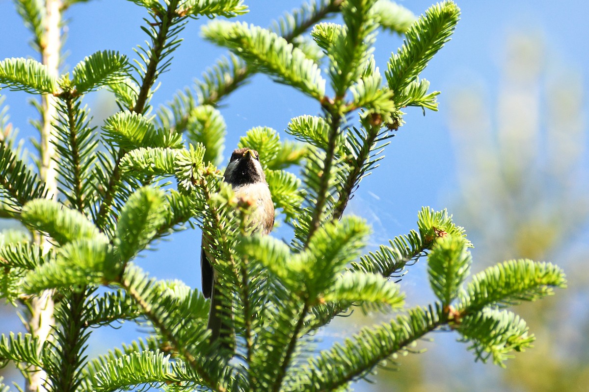 Mésange à tête brune - ML620465779