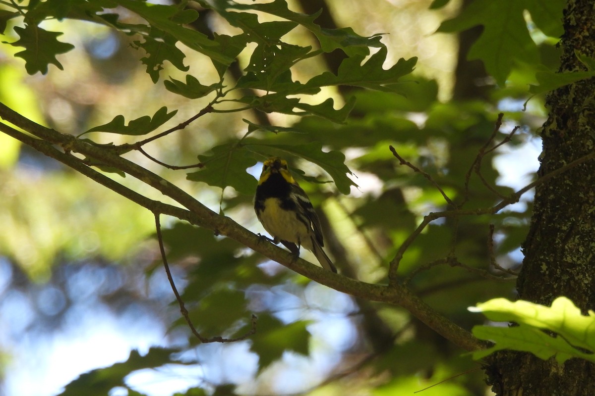 Black-throated Green Warbler - ML620465787