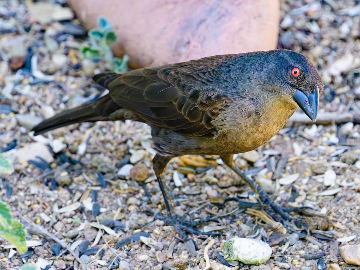 Bronzed Cowbird - ML620465788