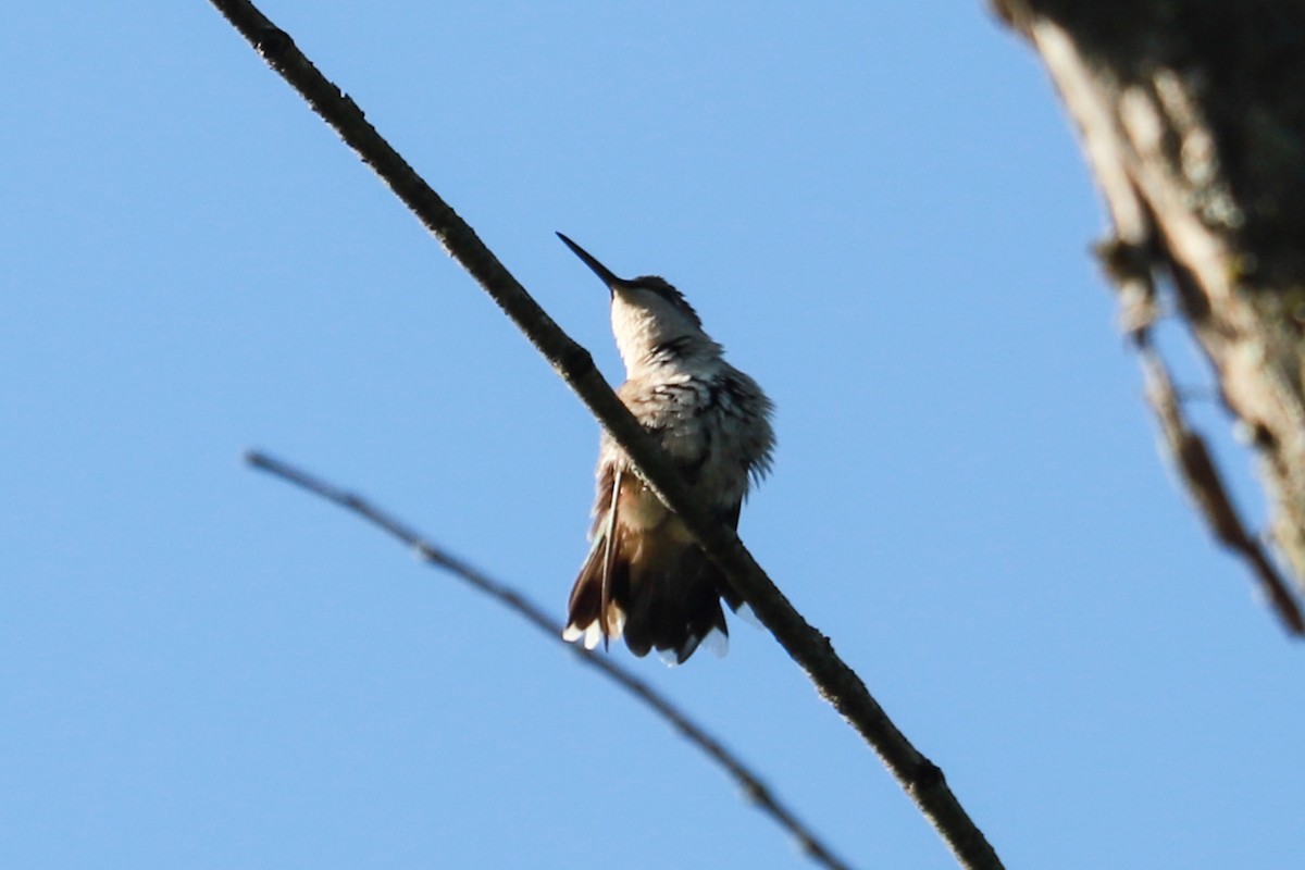 Ruby-throated Hummingbird - ML620465792