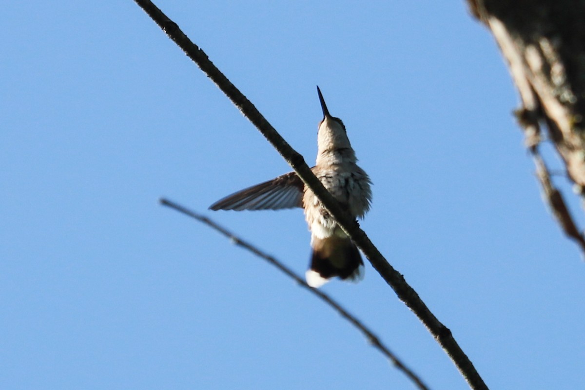 Colibrí Gorjirrubí - ML620465793