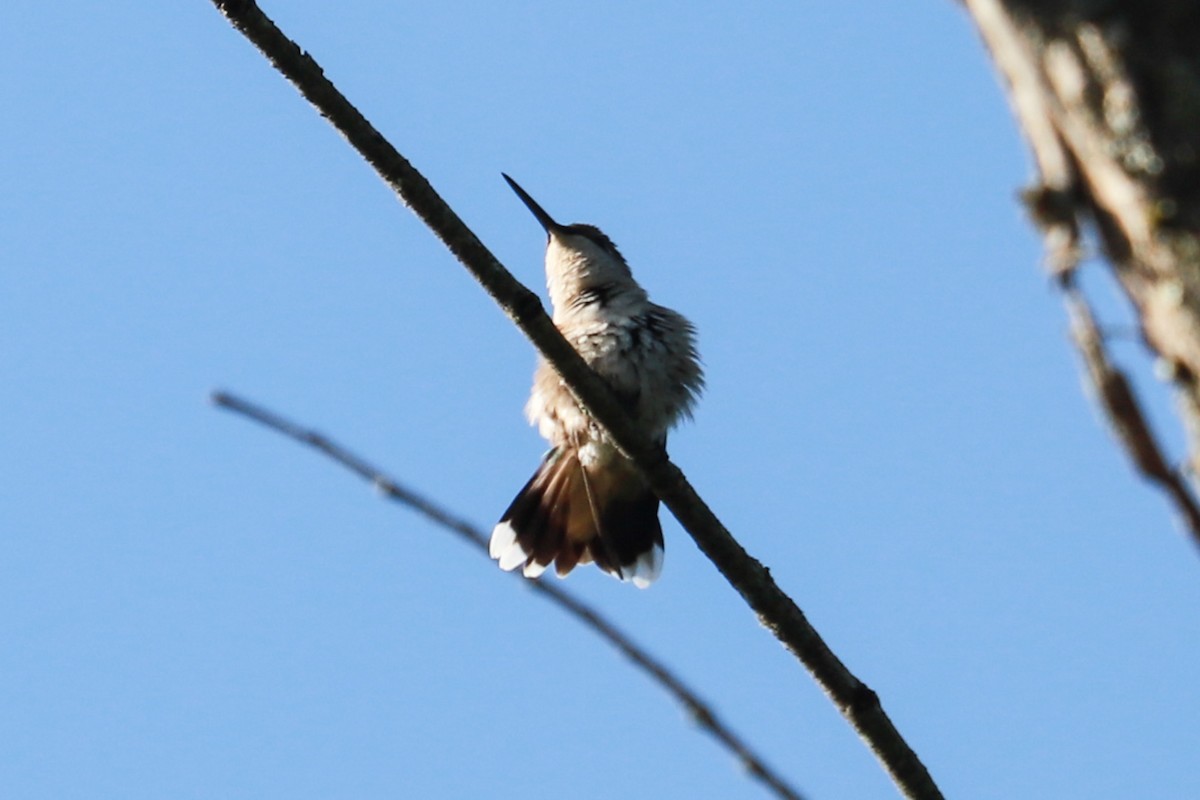Ruby-throated Hummingbird - ML620465794