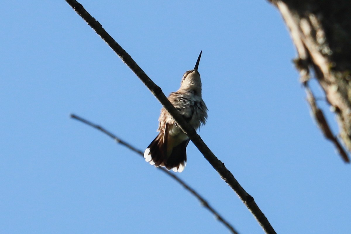 Colibri à gorge rubis - ML620465795