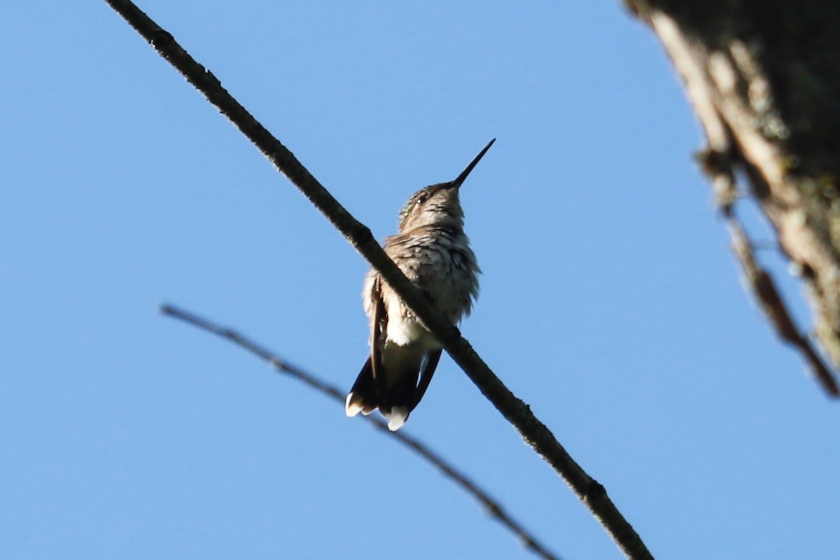 Ruby-throated Hummingbird - ML620465797