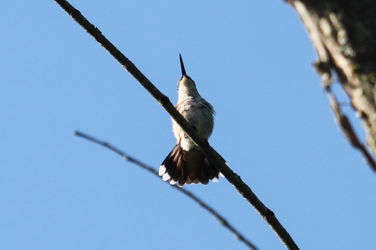 Ruby-throated Hummingbird - ML620465799
