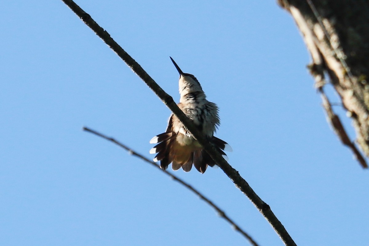 Colibri à gorge rubis - ML620465800