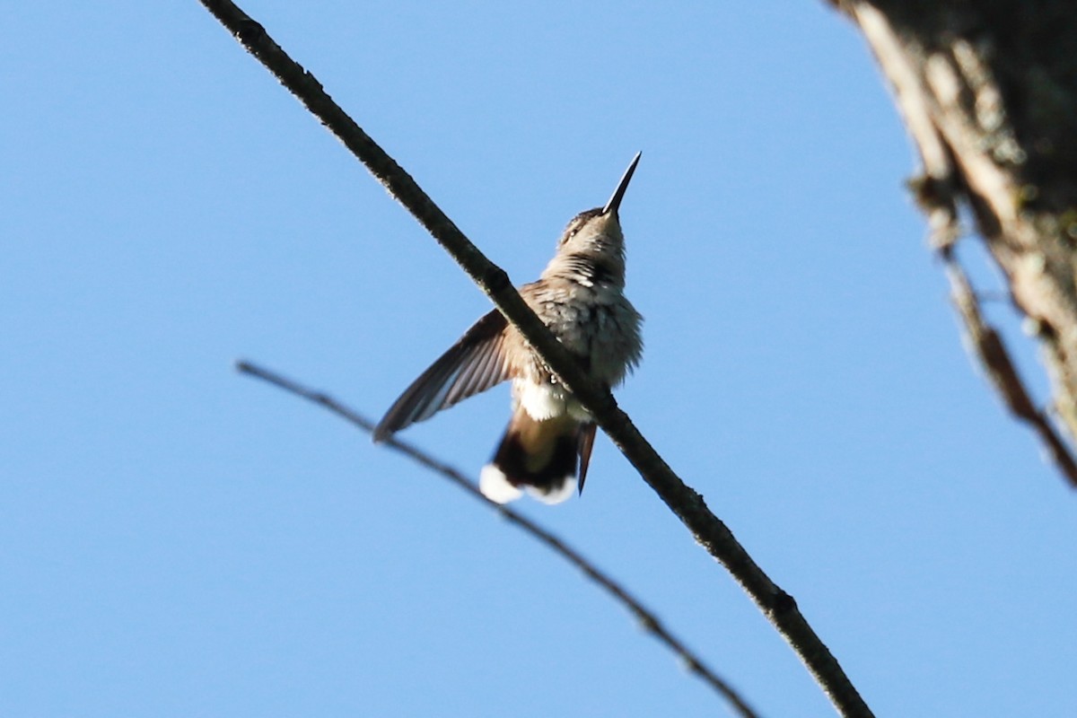 Ruby-throated Hummingbird - ML620465801