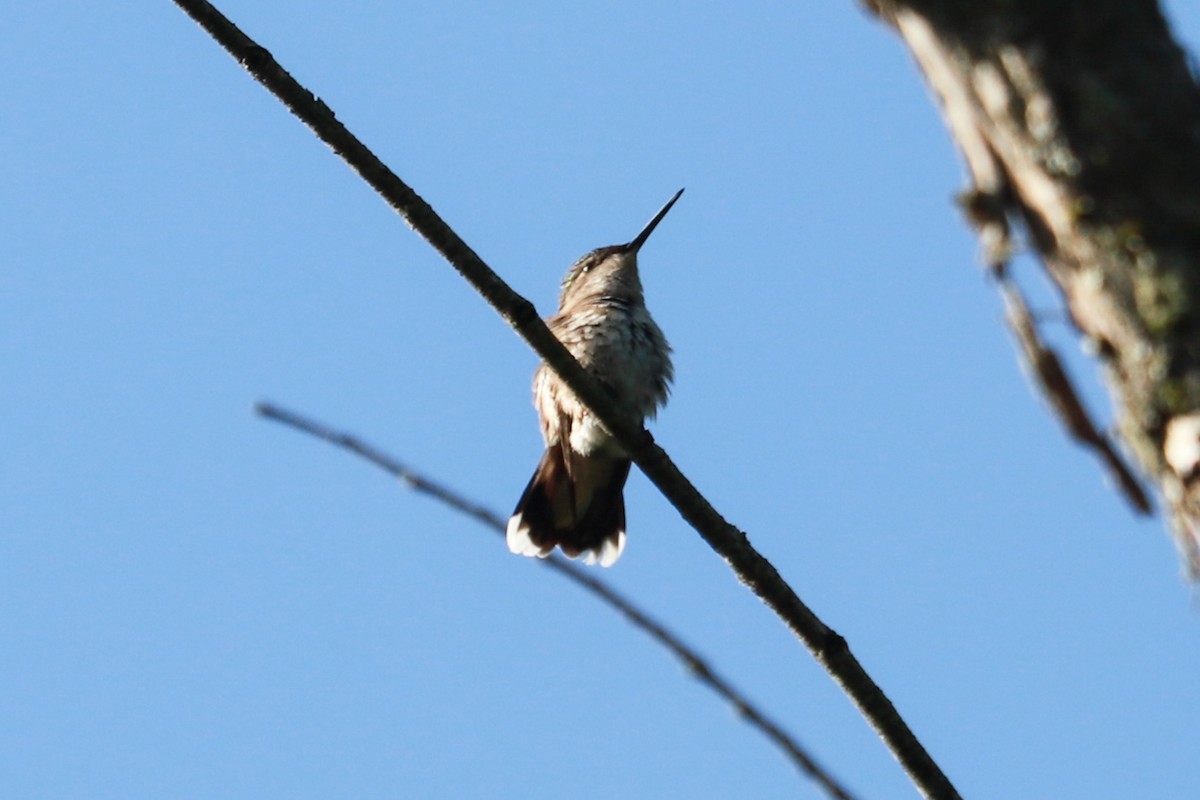 Colibri à gorge rubis - ML620465802