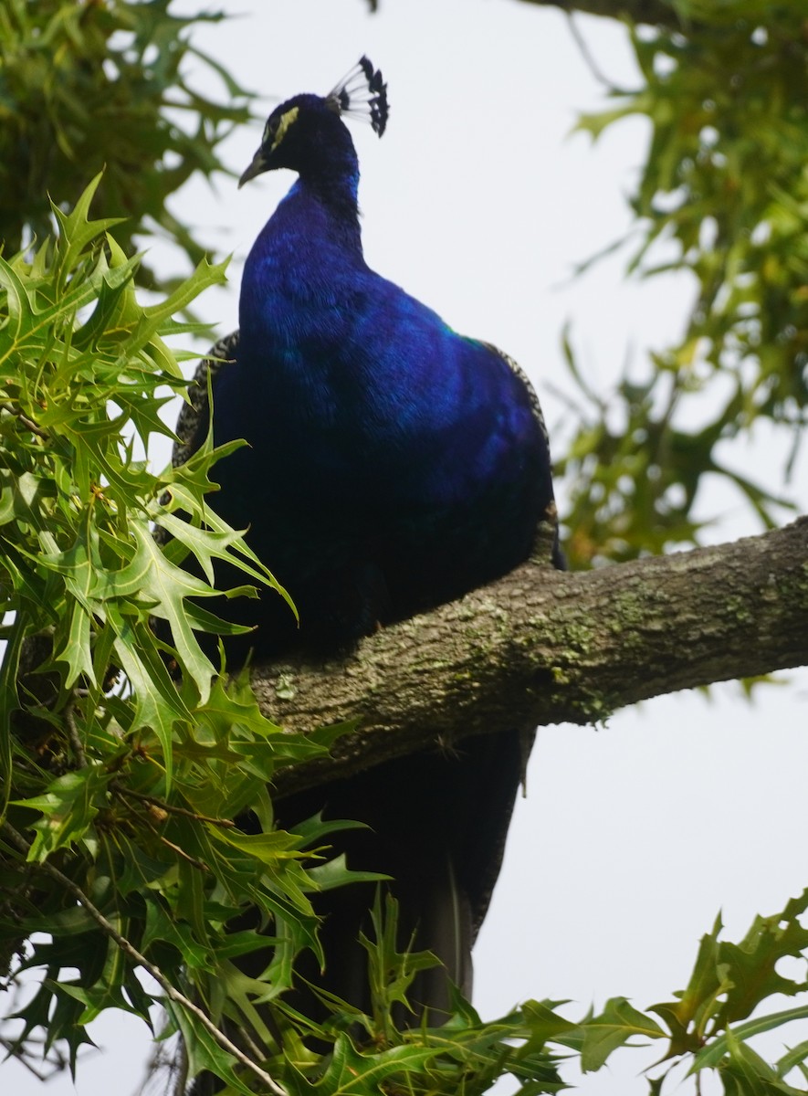 Indian Peafowl - ML620465805