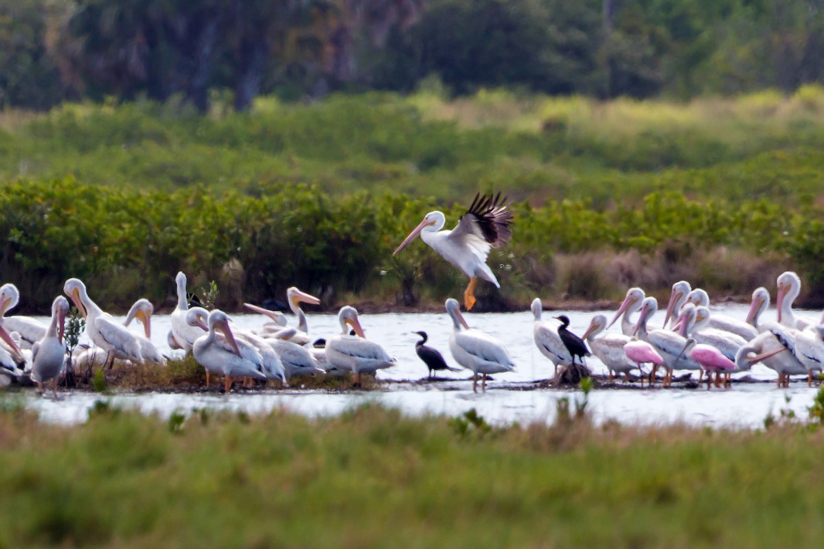 American White Pelican - ML620465806