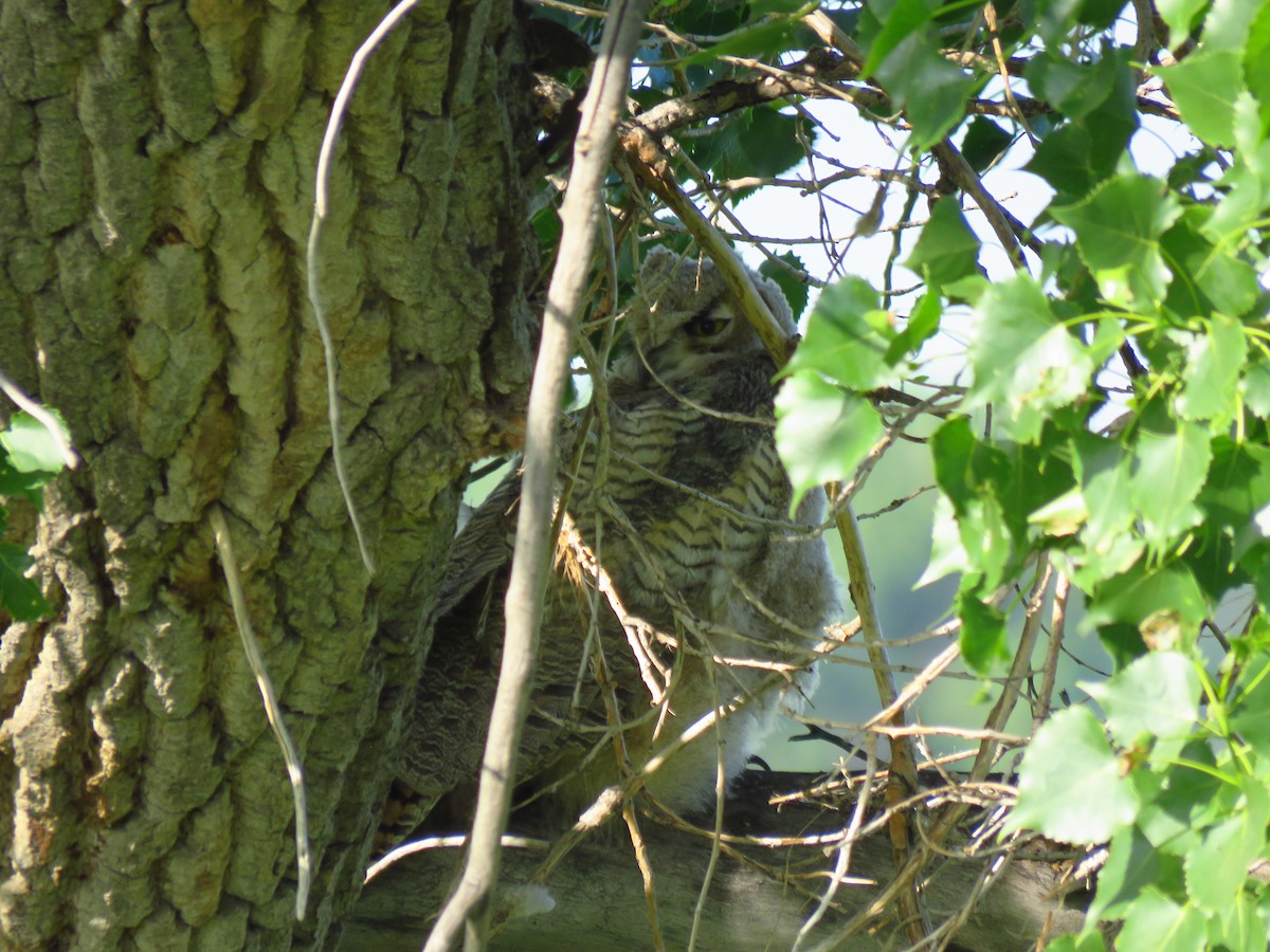 Great Horned Owl - ML620465809