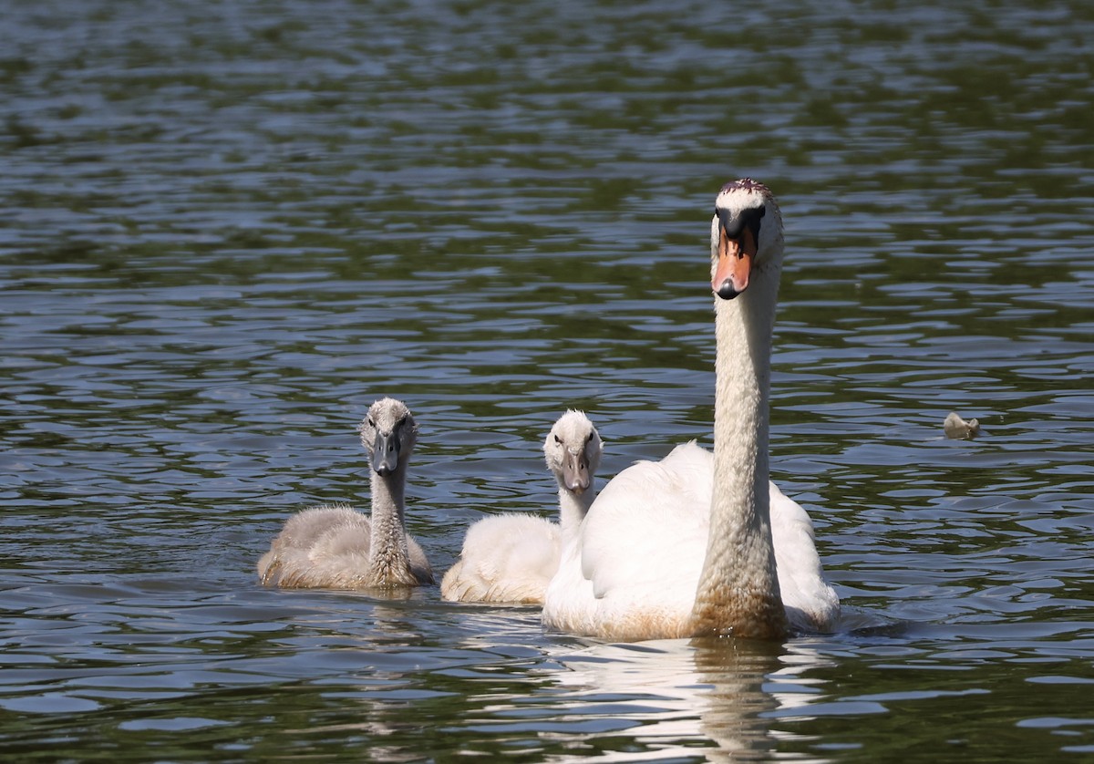 Cygne tuberculé - ML620465811