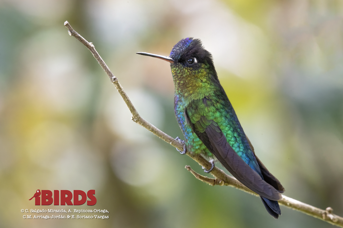 Talamanca Hummingbird - C. Salgado-Miranda & E. Soriano-Vargas