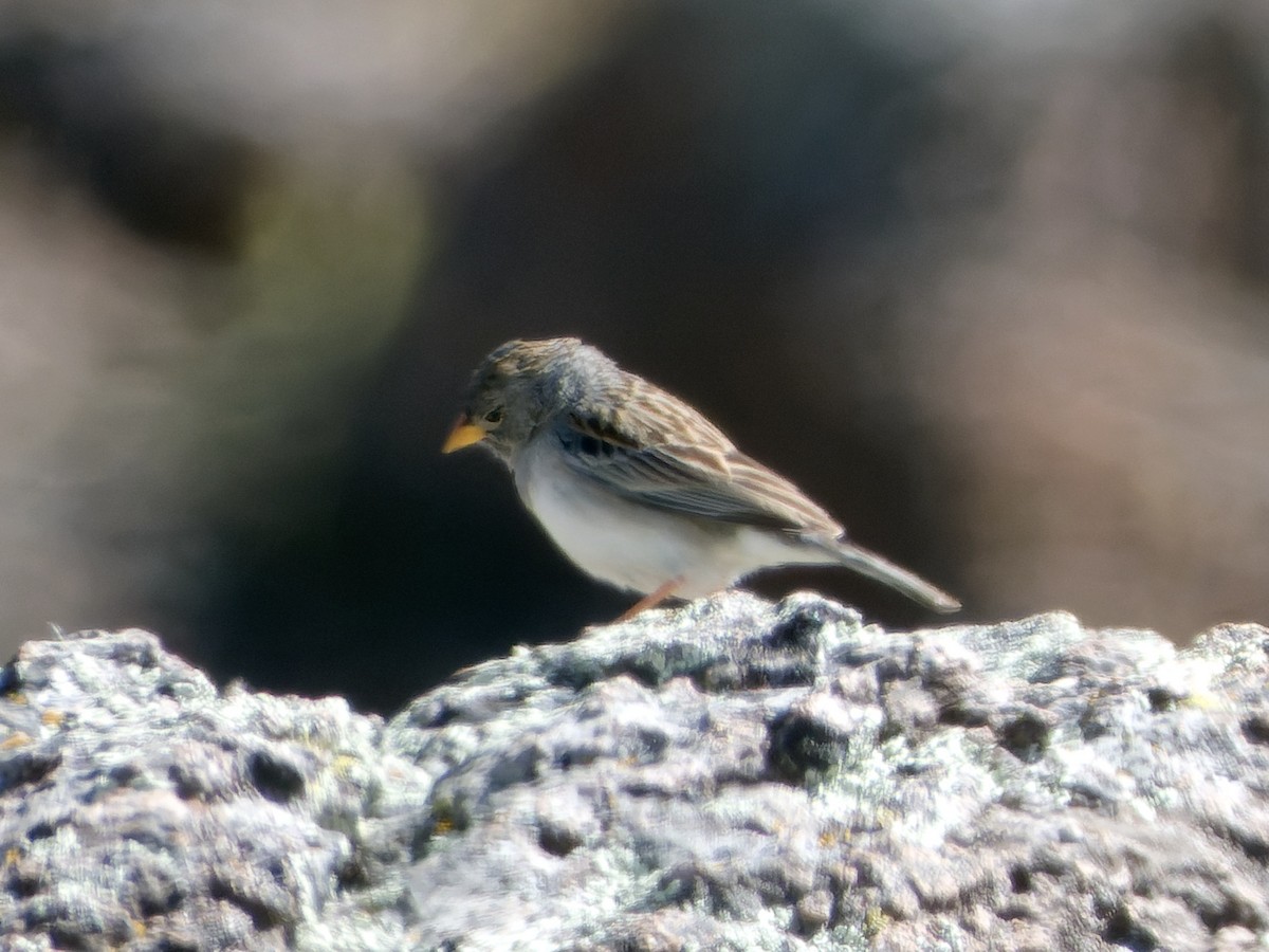 Band-tailed Sierra Finch - ML620465813