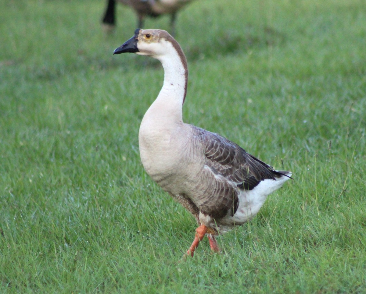 Domestic goose sp. (Domestic type) - ML620465815