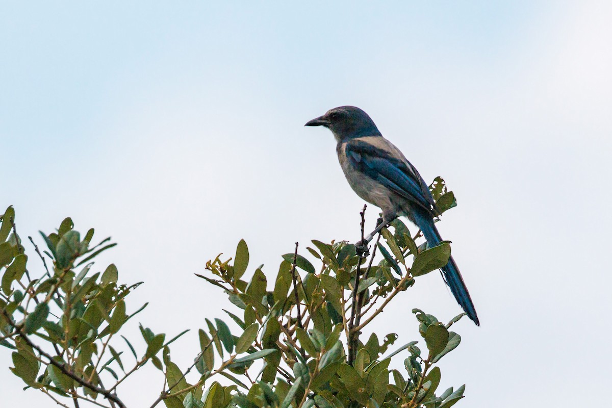 Florida Scrub-Jay - ML620465818