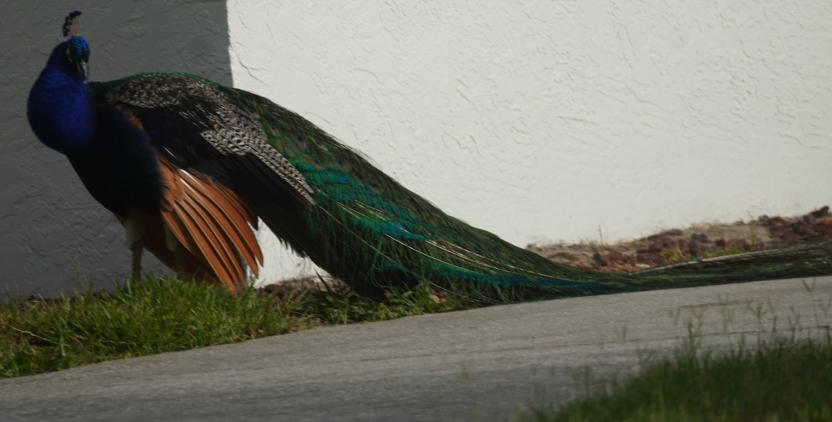 Indian Peafowl - ML620465820