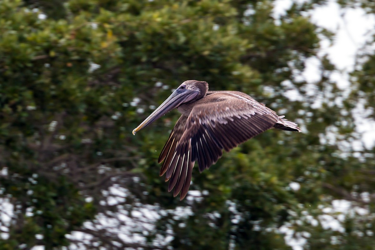 Brown Pelican - ML620465831