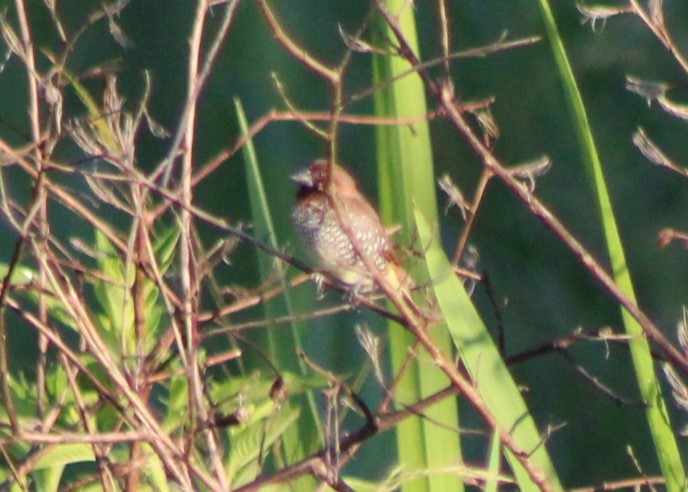 Scaly-breasted Munia - ML620465832