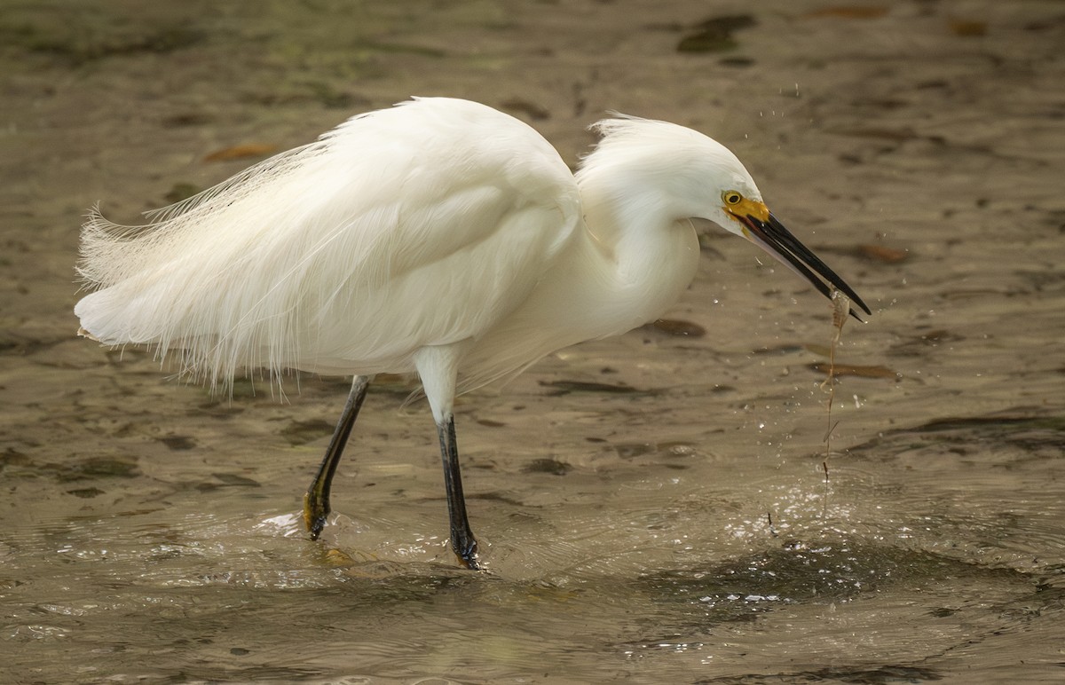 Snowy Egret - ML620465833