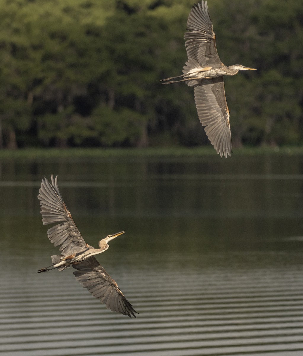 Great Blue Heron - ML620465836