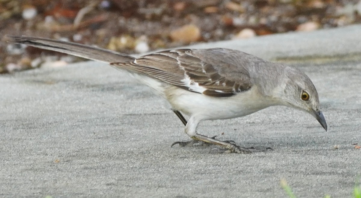 Northern Mockingbird - ML620465838