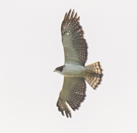 Short-tailed Hawk - ML620465840