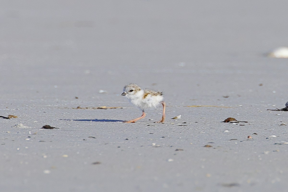 Piping Plover - ML620465843