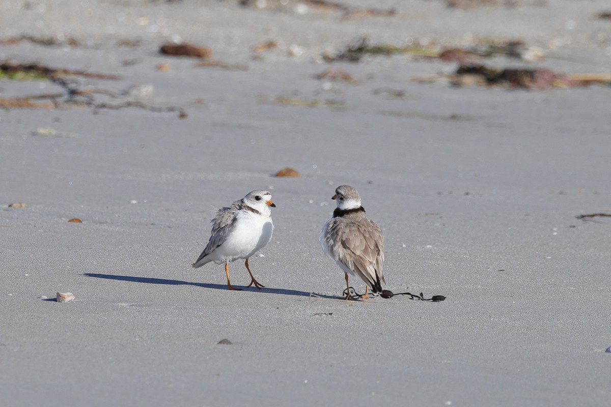 Piping Plover - ML620465845