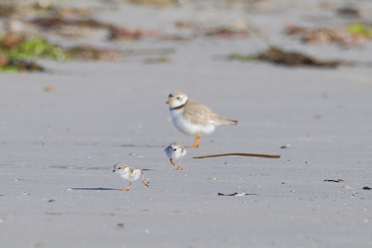 Piping Plover - ML620465846