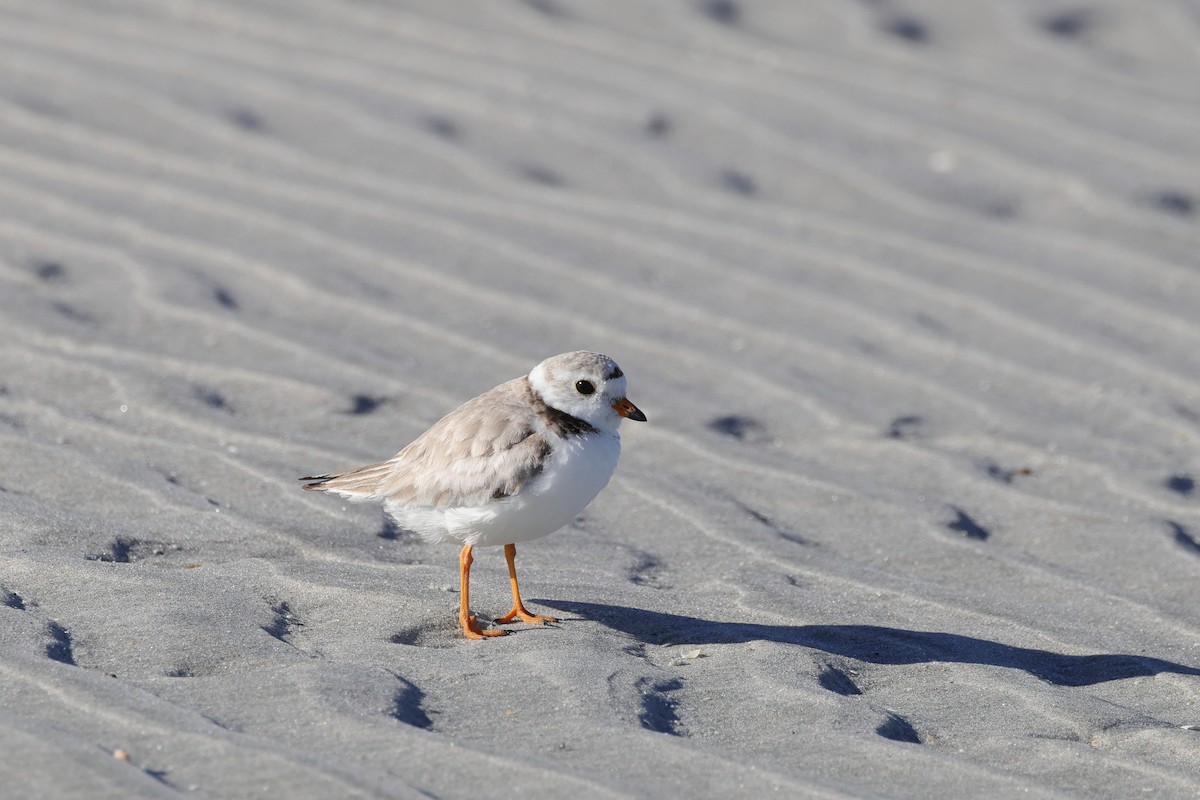Piping Plover - ML620465847
