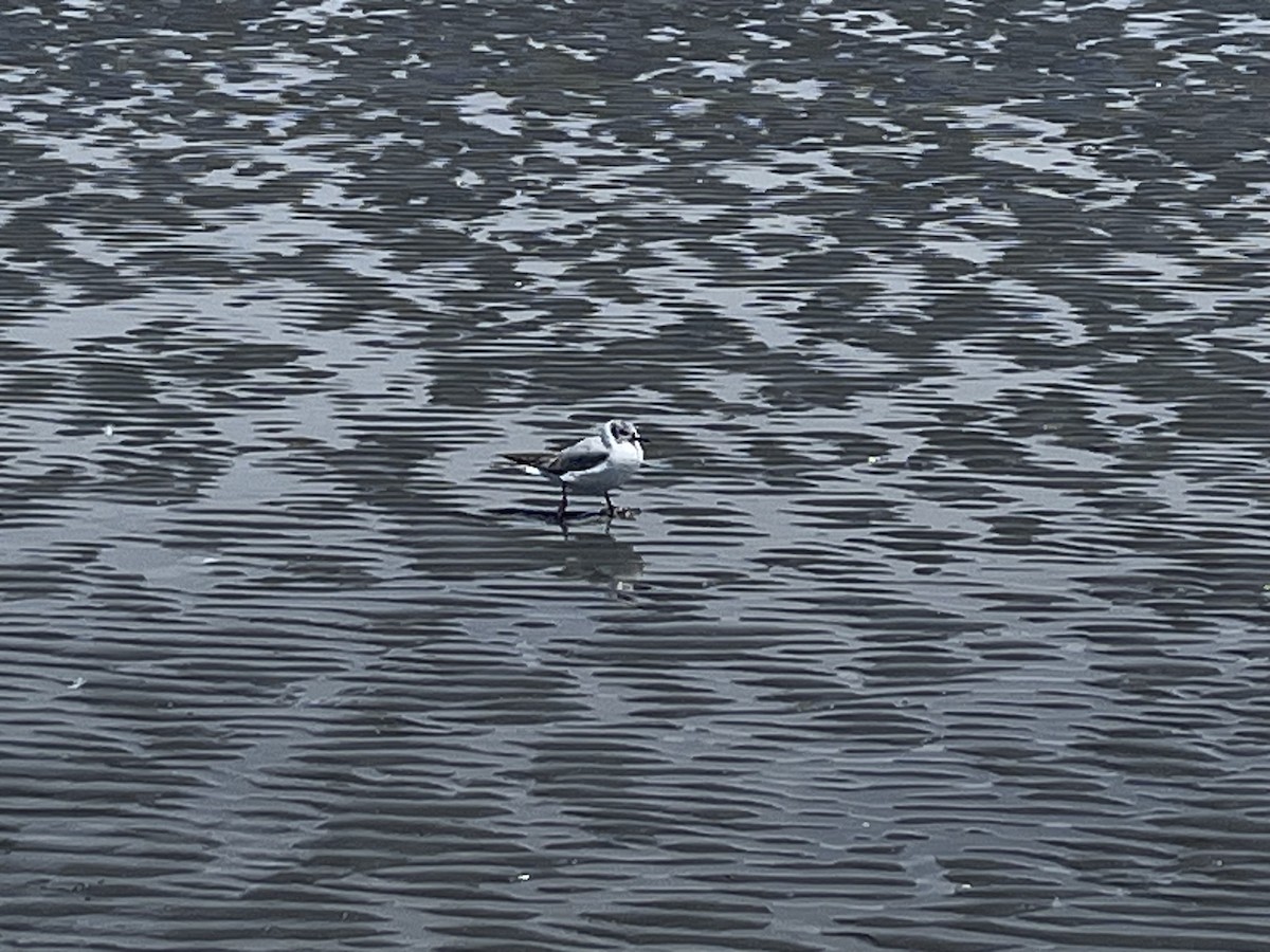 Bonaparte's Gull - ML620465848