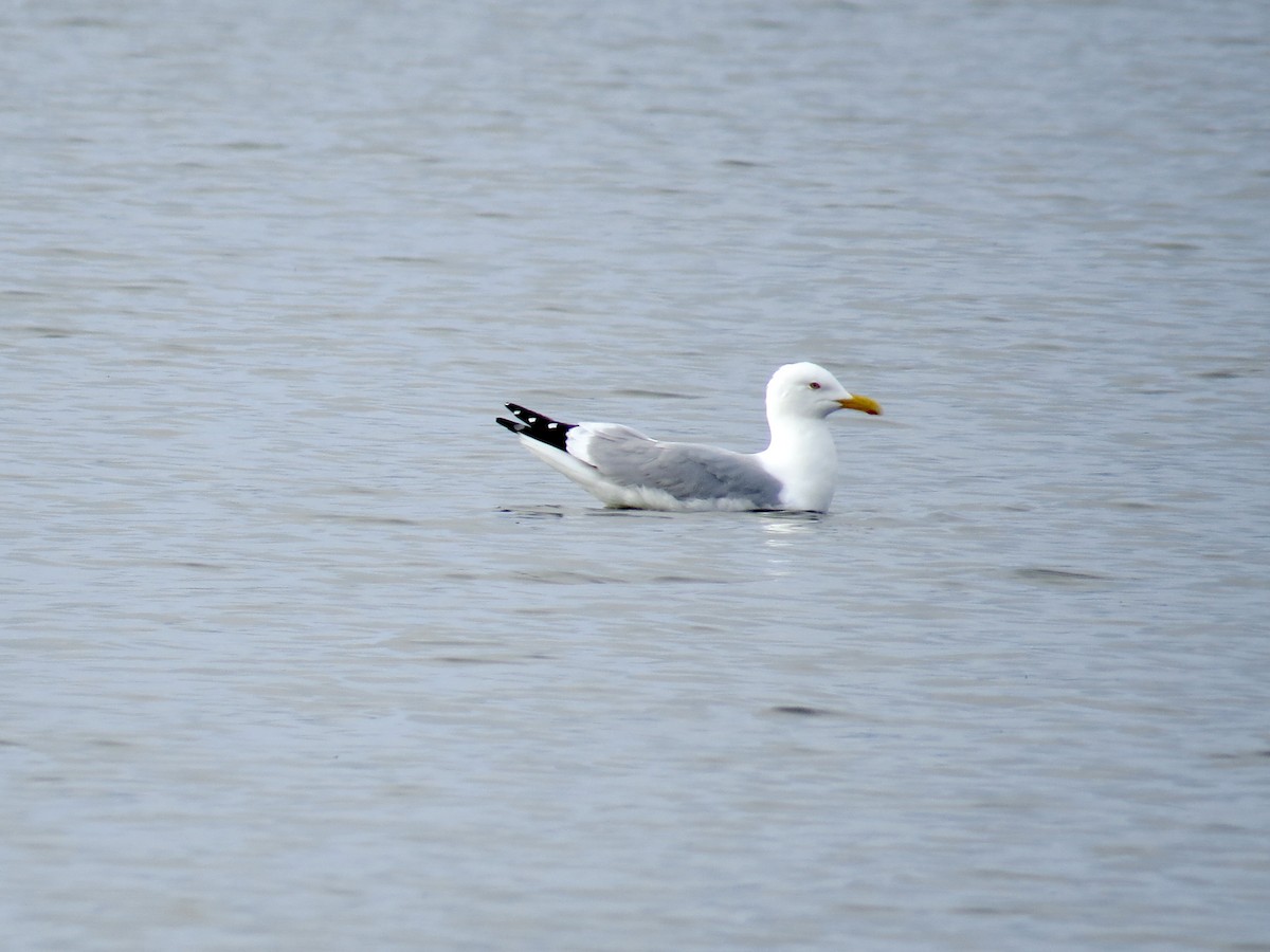 Herring Gull - ML620465850