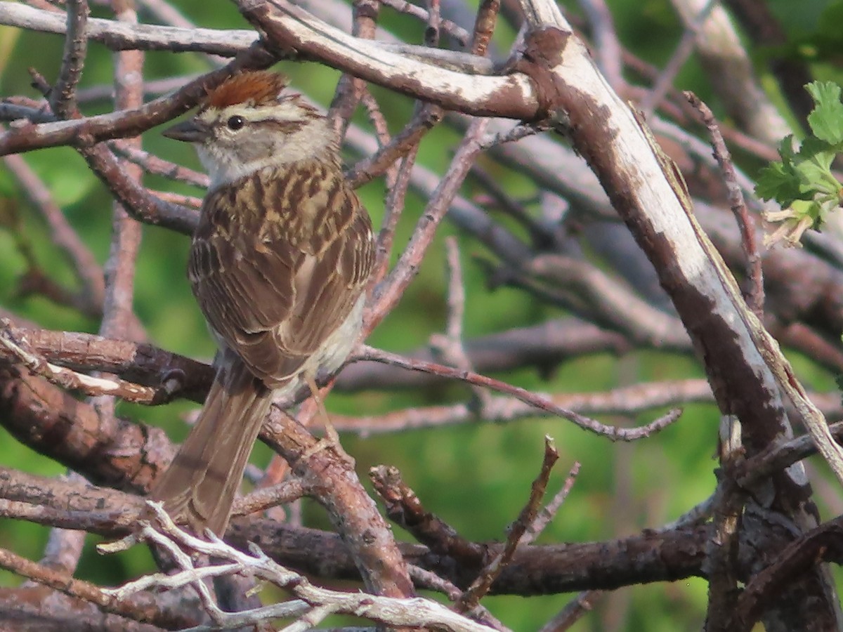 Chipping Sparrow - ML620465852