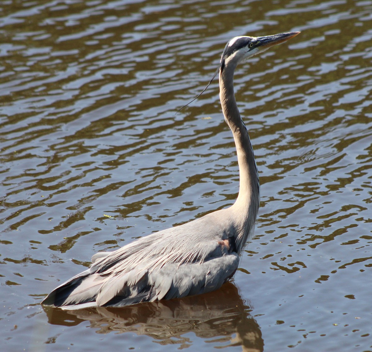 Great Blue Heron - ML620465854