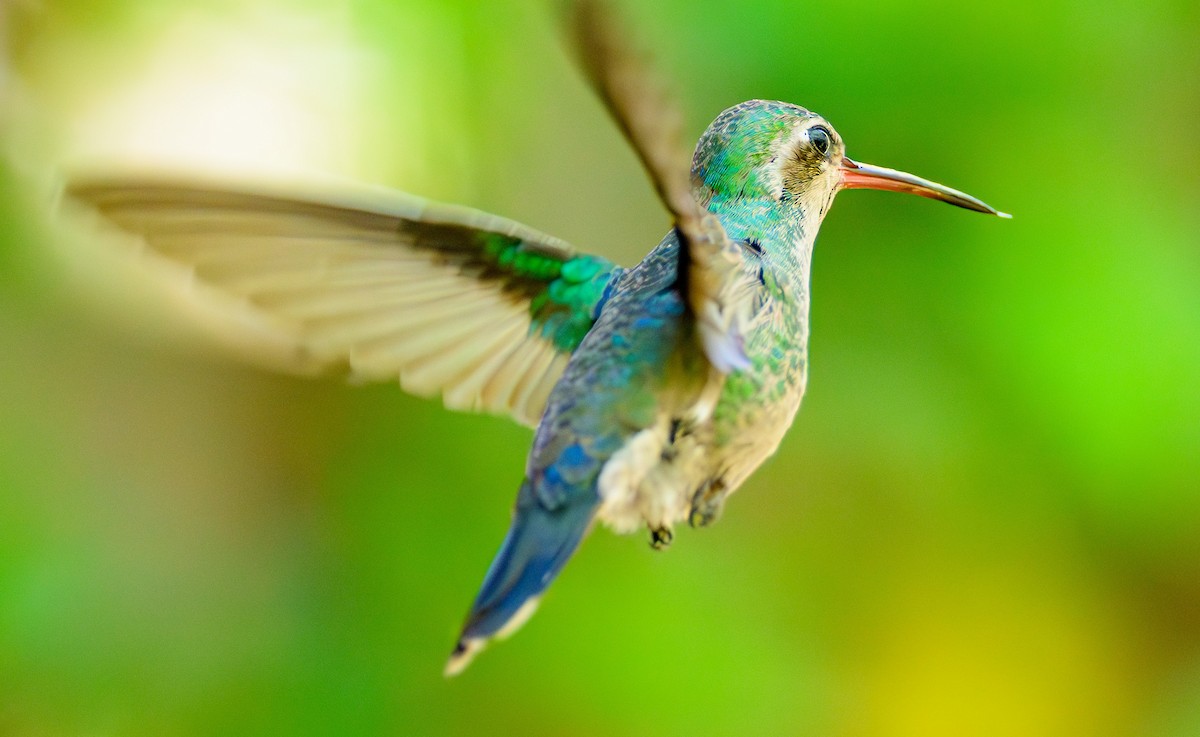 Colibrí Piquiancho Común - ML620465855