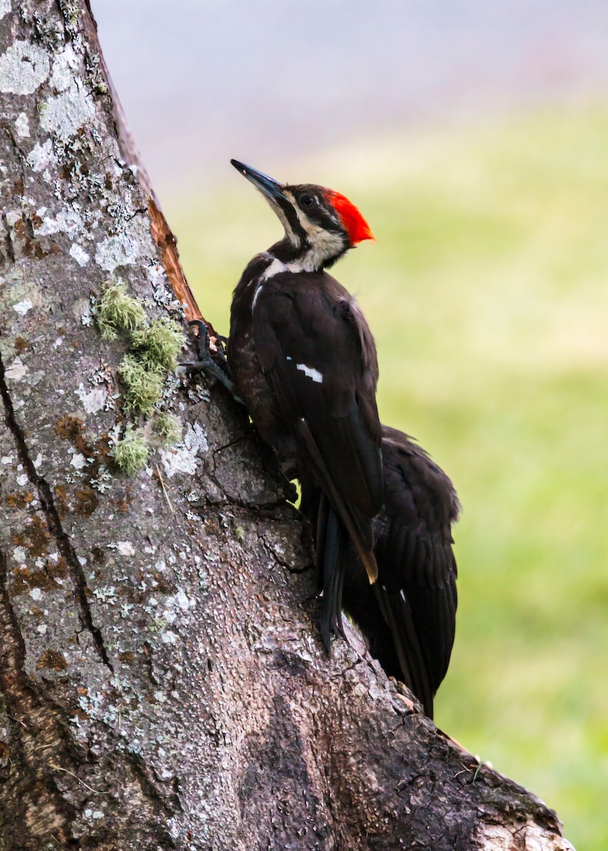 Pileated Woodpecker - ML620465856